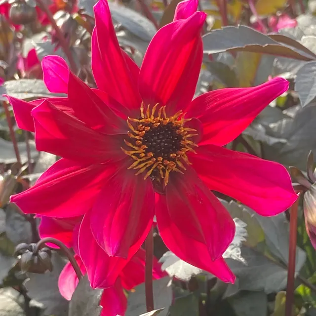 ferme-de-sainte-marthe-dahlia-pride-one-bulbe-fleur-rouge image 1