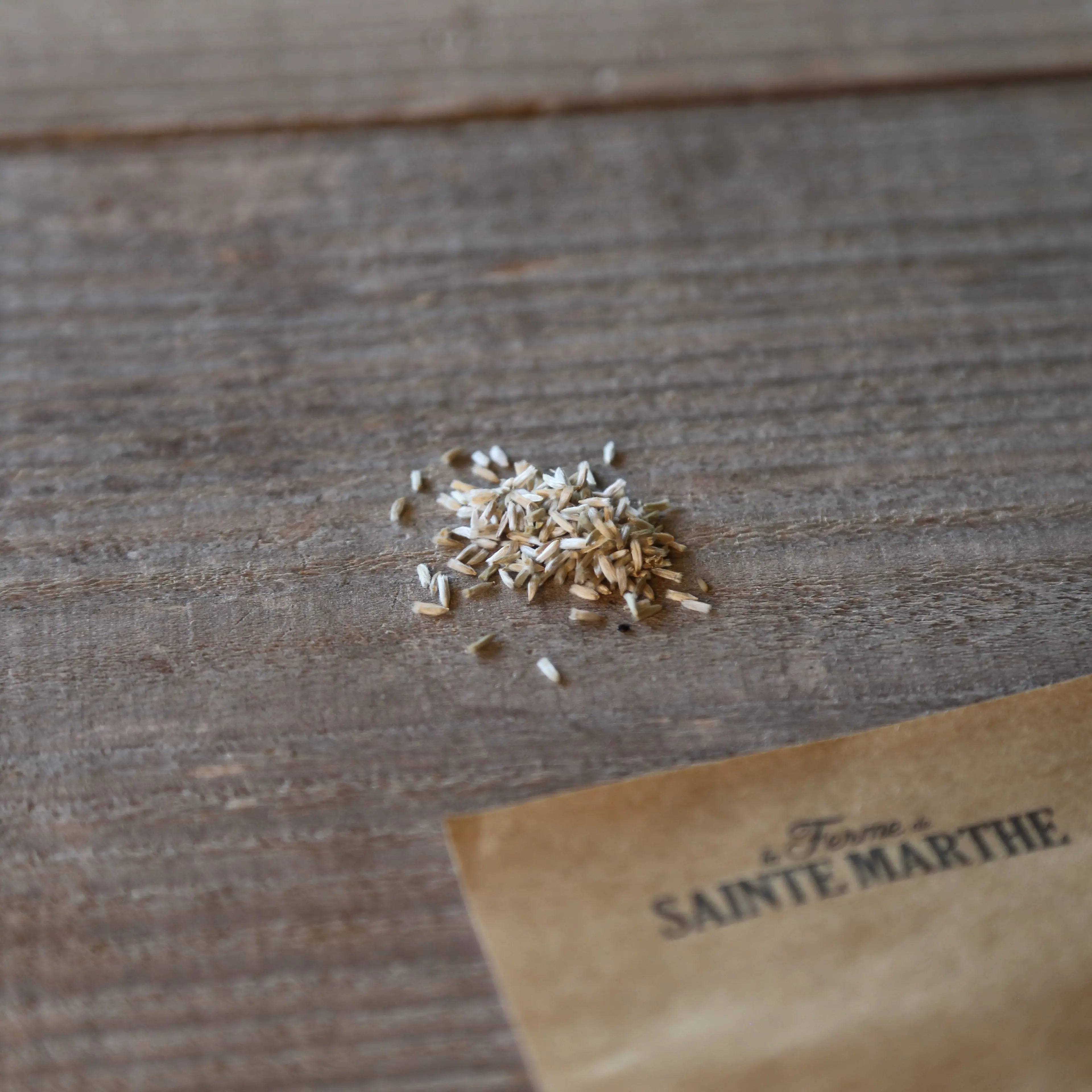 ferme-de-sainte-marthe-craspedia-baguette-tambour-graines-bio image 2