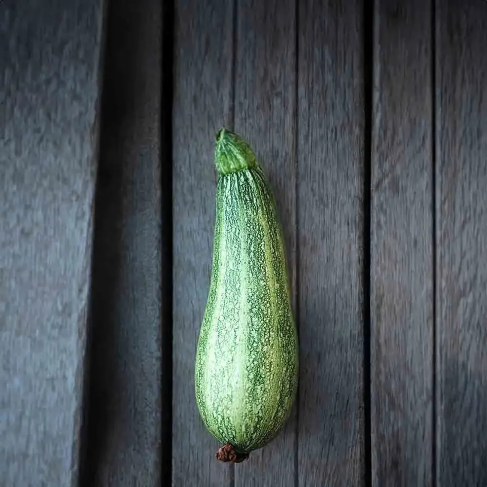ferme-de-sainte-marthe-courgette-caserta-ab-graines-bio-productives image 1