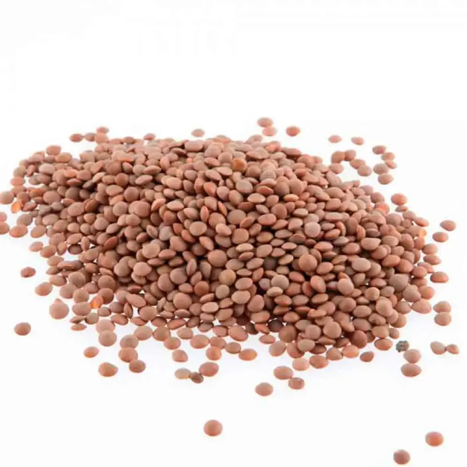 ferme-de-sainte-marthe-lentille-commune-blonde-graines-bio-sachet image 1