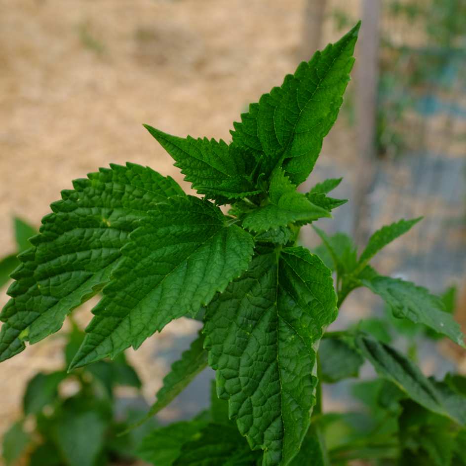 la-bo-te-graines-agastache-nepetoides-graines-fleurs-bio image 2