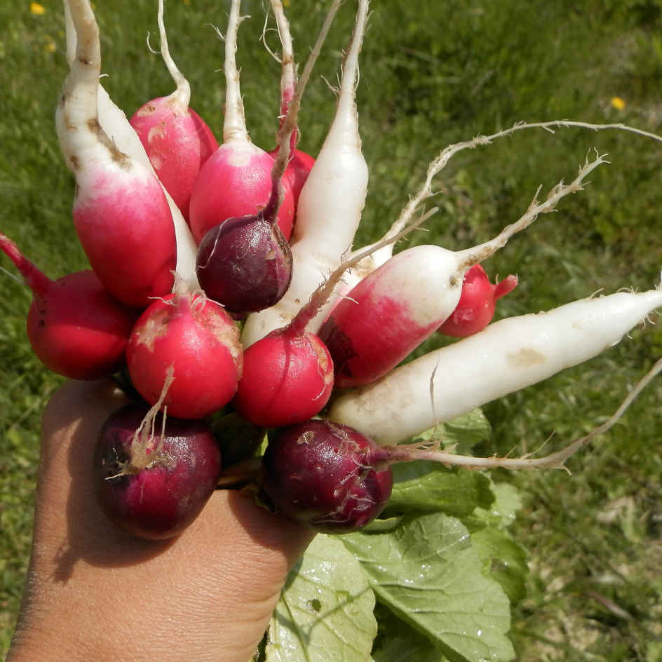 la-bo-te-graines-graines-l-gumes-m-lange-de-radis-bio-couleur-jardin image 2