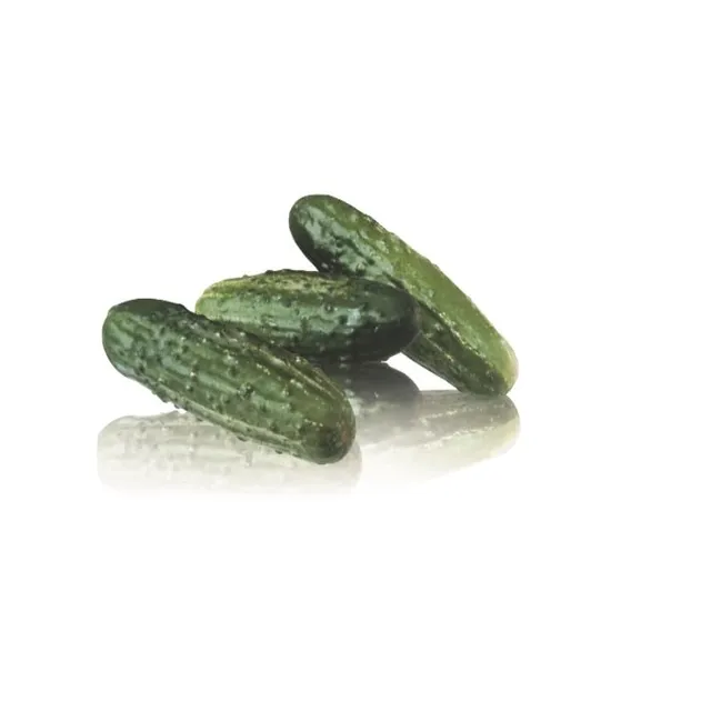 graines-bocquet-cornichon-regal-f1-graines-potag-res-0-2g-hybride image 1