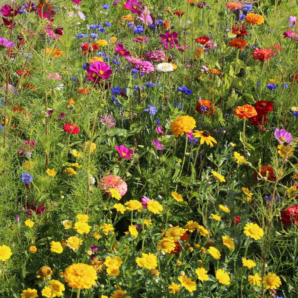ferme-de-sainte-marthe-cueillette-estivale-graines-fleurs-non-trait-es image 1