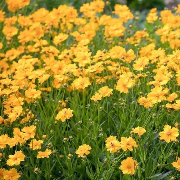 la-bo-te-graines-graines-fleurs-rayon-de-soleil-graines-coreopsis-bio image 1