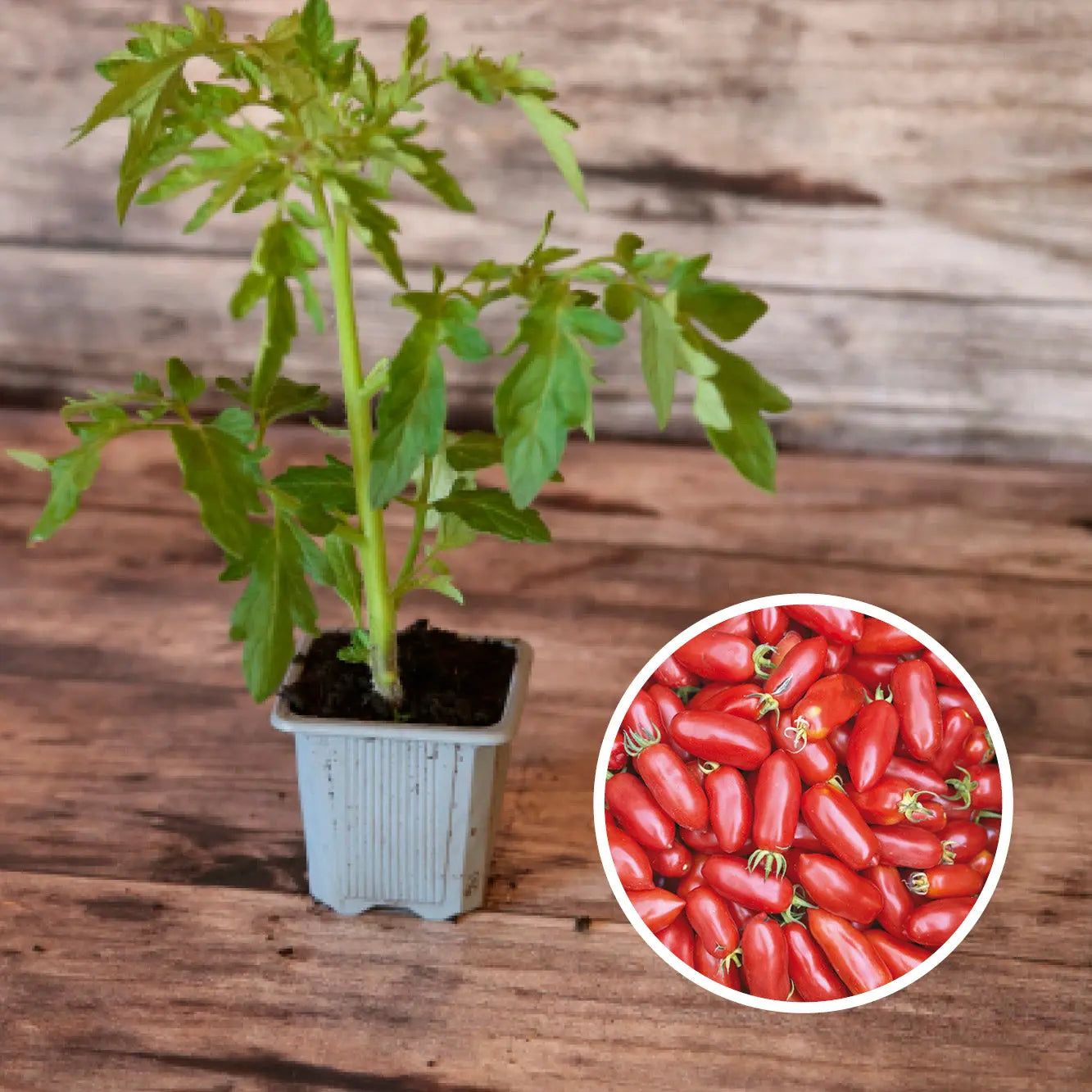 ferme-de-sainte-marthe-plants-bio-plant-tomate-andine-cornue-bio image 1
