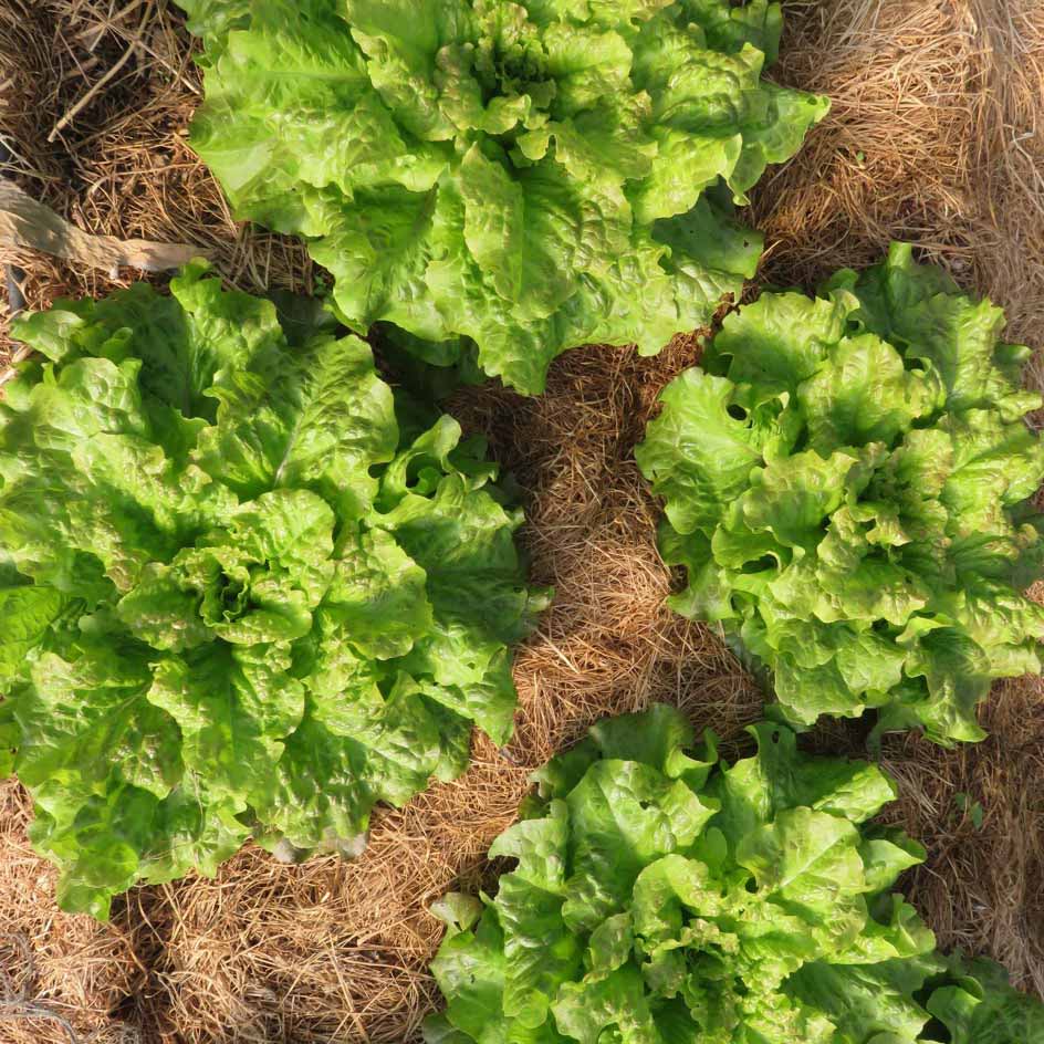 la-bo-te-graines-graines-l-gumes-laitue-saint-antoine-bio-pomm-e image 2