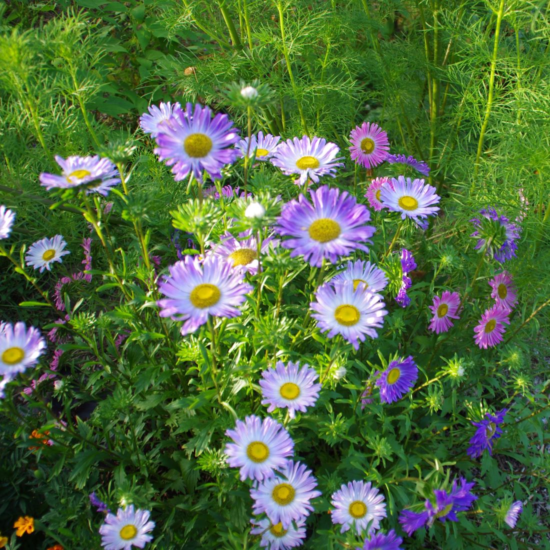 les-semences-de-l-ombelle-marguerite-m-lange-bio-graines-fleurs image 3