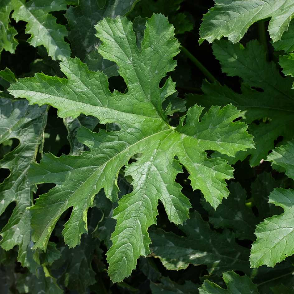 la-bo-te-graines-courgette-nimba-bio-graines-vert-clair-stri image 3