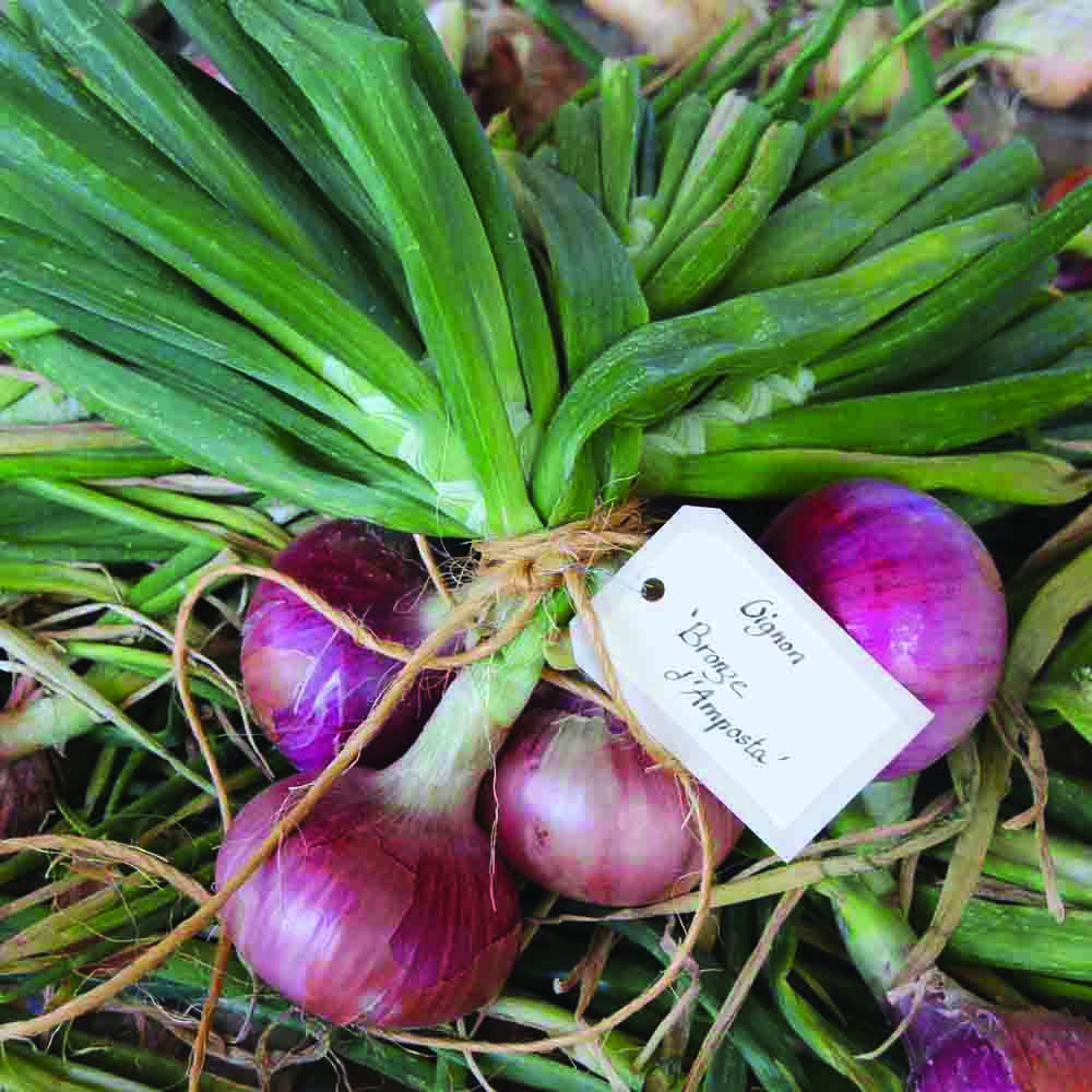 ferme-de-sainte-marthe-oignon-morada-de-amposta-graines-bio-sachet image 1