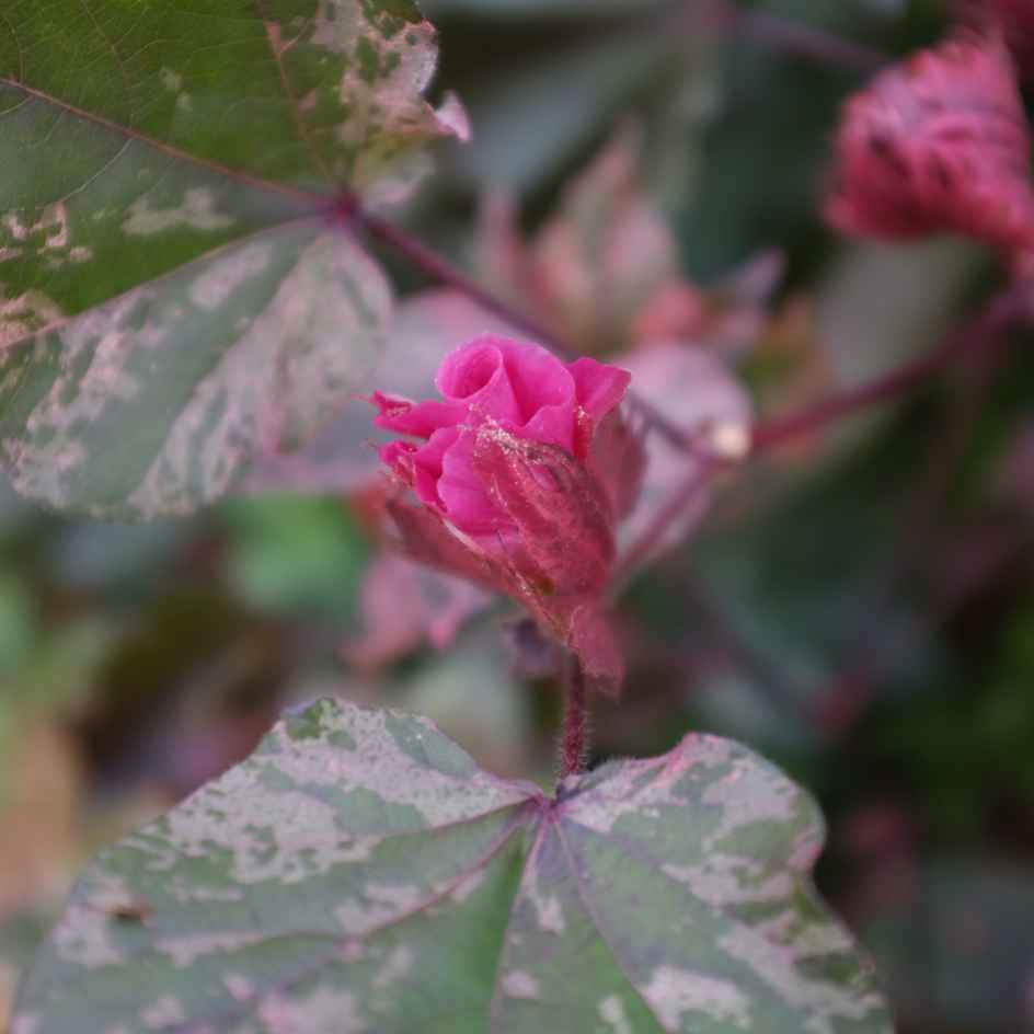 la-bo-te-graines-coton-albe-red-graines-de-fleurs-bio-panach image 3