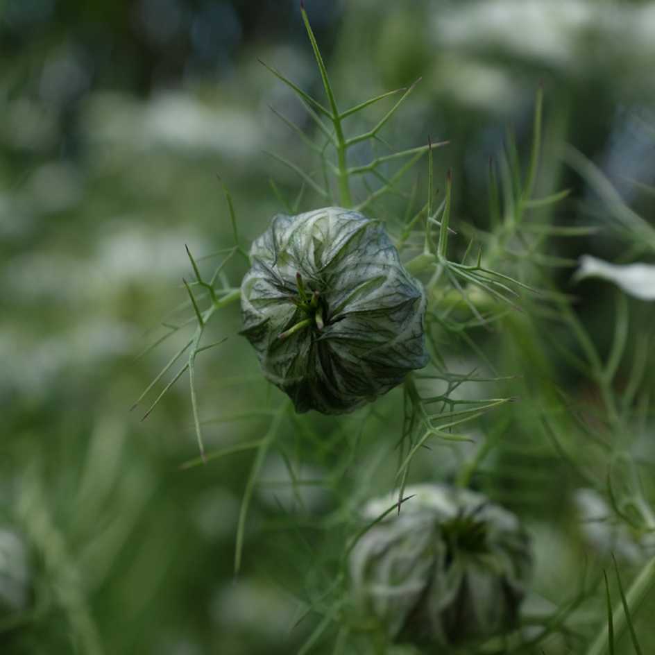 la-bo-te-graines-nigelle-mrs-jekyll-white-graines-bio image 2