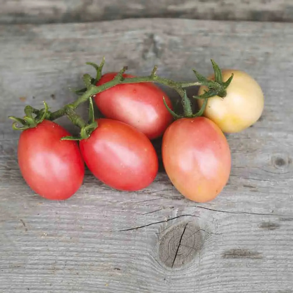 ferme-de-sainte-marthe-pink-thai-egg-ab-graines-tomate-cerise-bio image 1