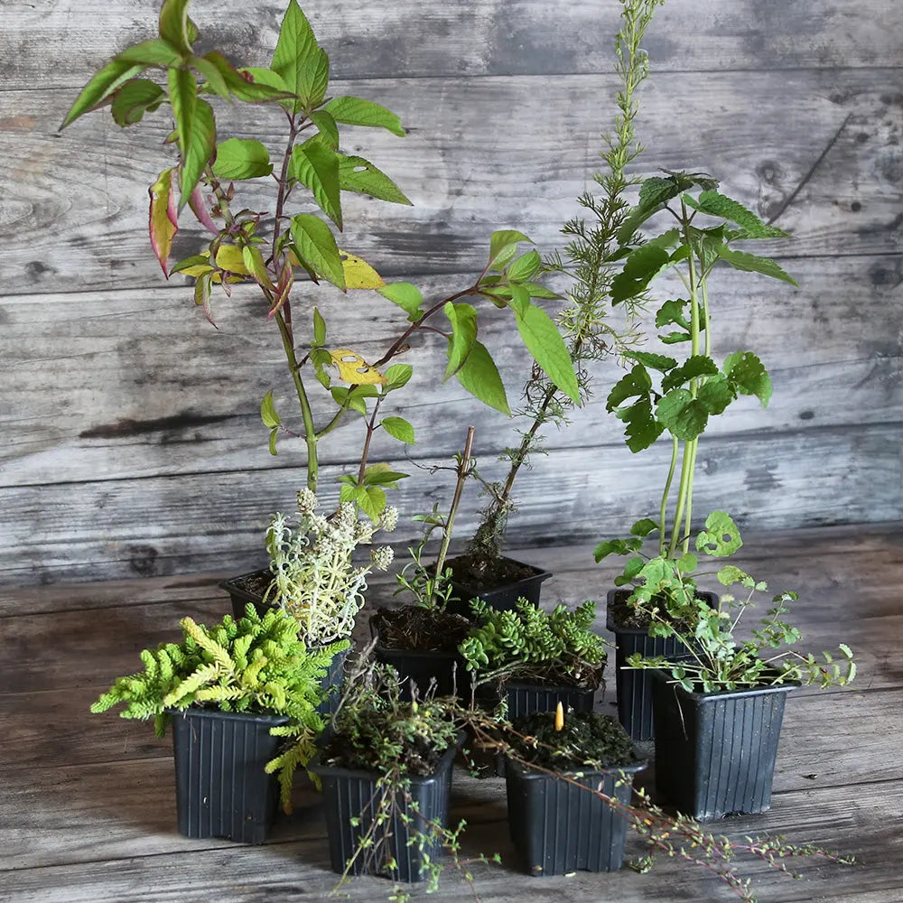 ferme-de-sainte-marthe-curiosit-s-v-g-tales-collection-9-plants image 2