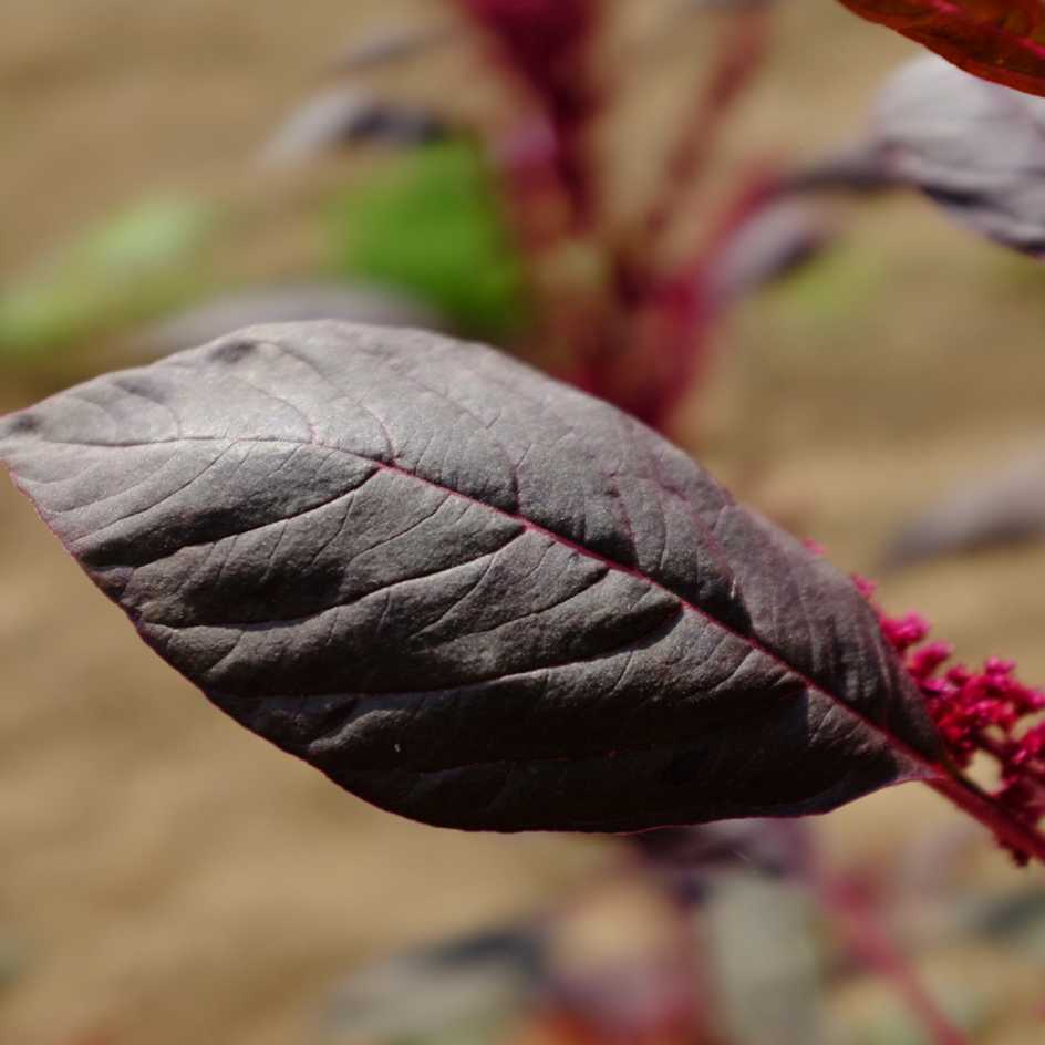la-bo-te-graines-amarante-intense-purple-graines-bio image 3