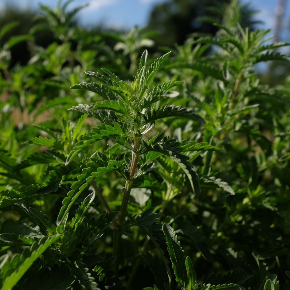 la-bo-te-graines-th-des-jardins-graines-bio-infusion-verveine image 4