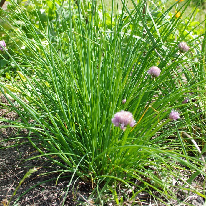 les-semences-de-l-ombelle-ciboulette-commune-bio-graines-aromatiques image 4