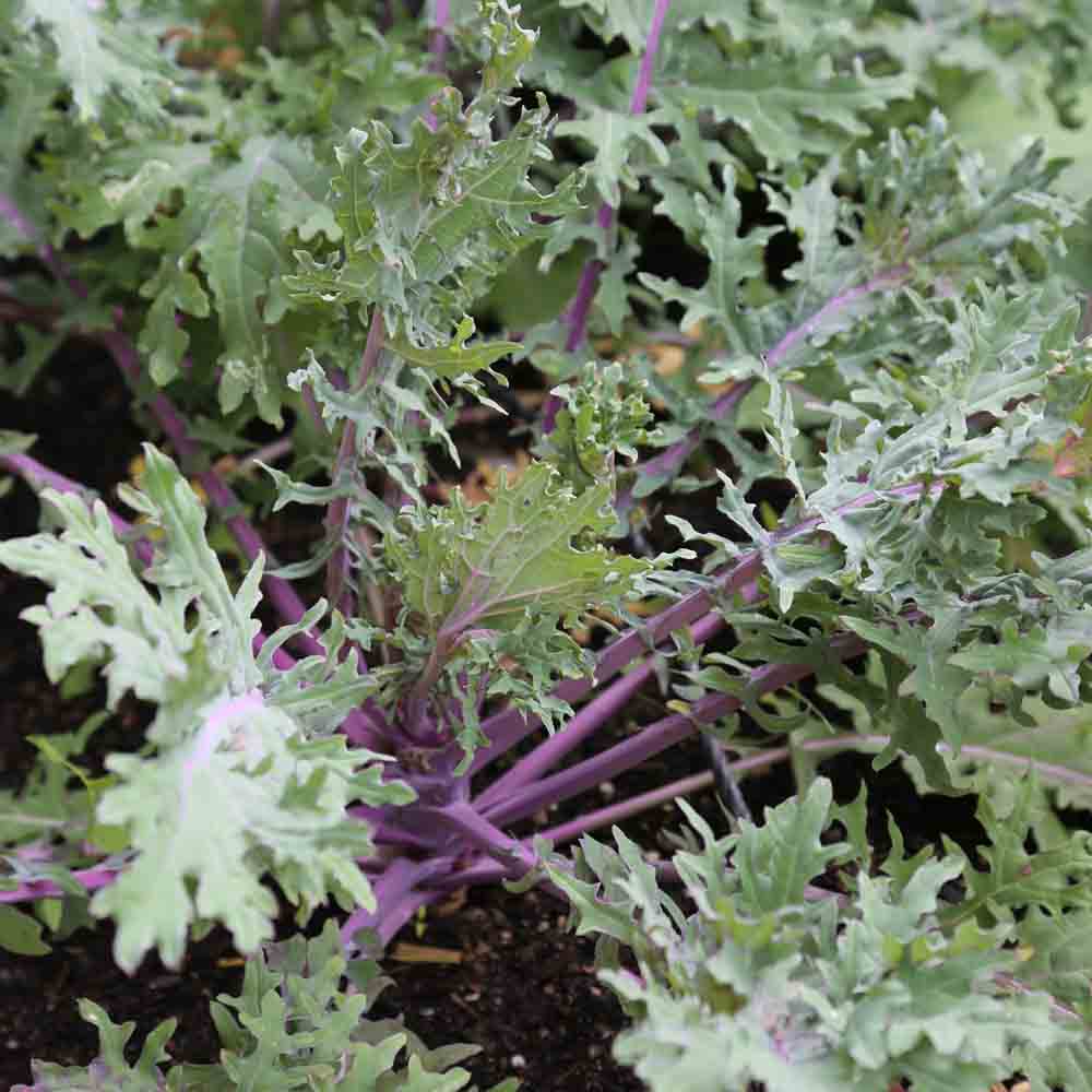 ferme-de-sainte-marthe-chou-kale-rouge-de-russie-graines-bio image 1