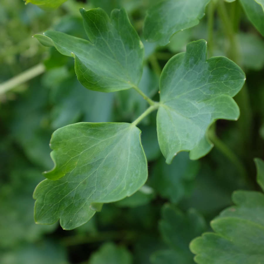 la-bo-te-graines-ancolie-green-apple-graines-fleurs-bio-rustique image 4