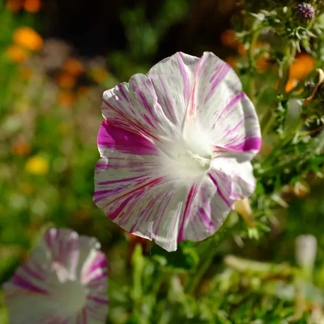 la-bo-te-graines-ipom-e-carnaval-de-venise-graines-fleurs-bio image 1