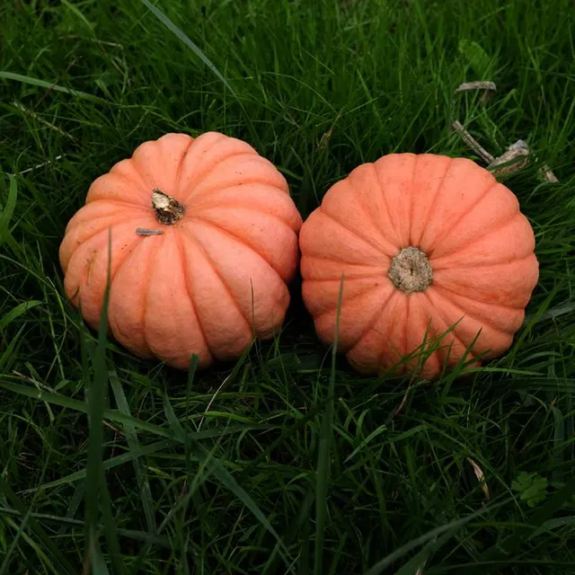 la-bo-te-graines-courge-miss-sophie-pink-graines-bio image 1