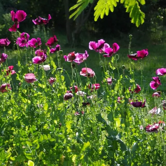 les-semences-de-l-ombelle-pavot-lauren-s-grape-bio-graines-fleurs-violet image 1