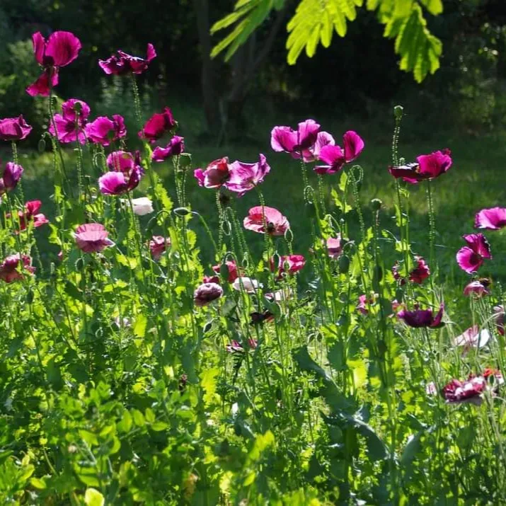 les-semences-de-l-ombelle-pavot-lauren-s-grape-bio-graines-fleurs-violet image 1