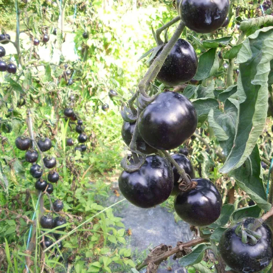 la-bo-te-graines-indigo-rose-graines-de-tomate-bio image 1