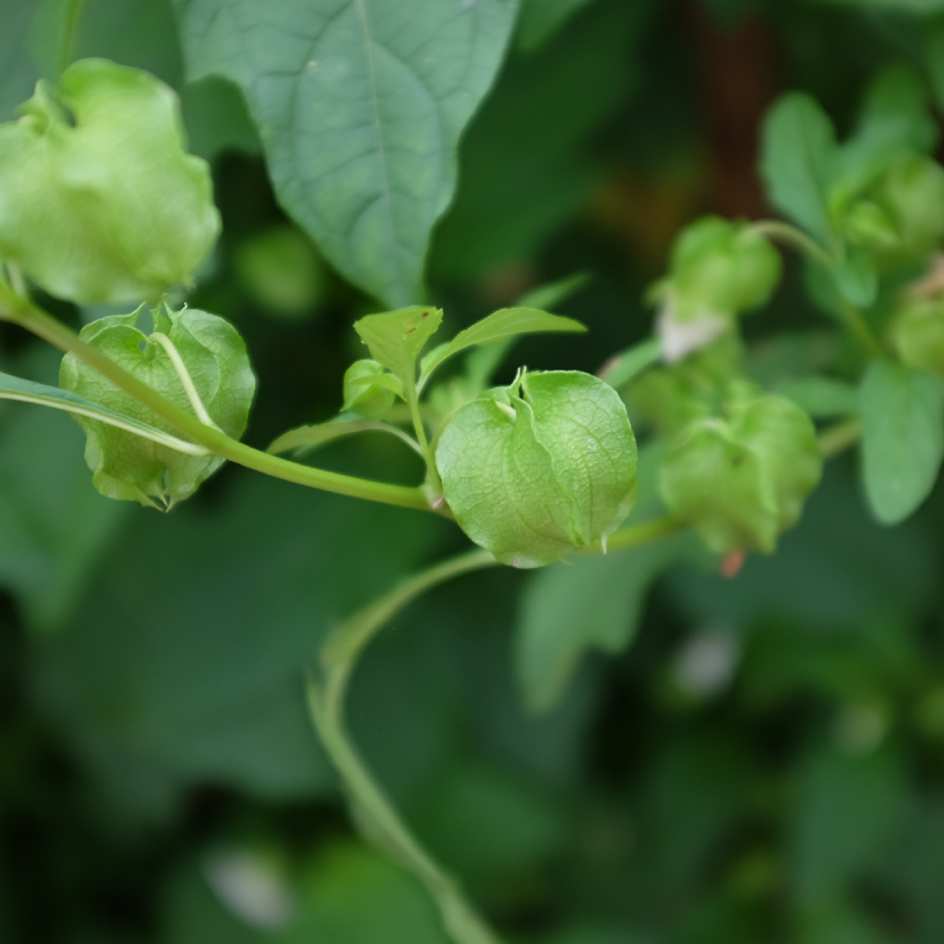 la-bo-te-graines-graines-fleurs-nicandra-physaloides-alba-bio-blanche image 4