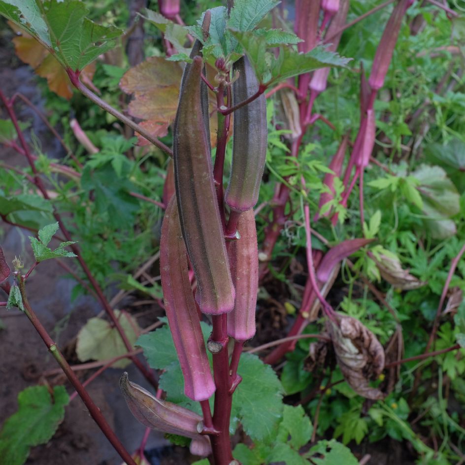 la-bo-te-graines-gombo-red-burgundy-bio-graines-fruits-rouges image 1