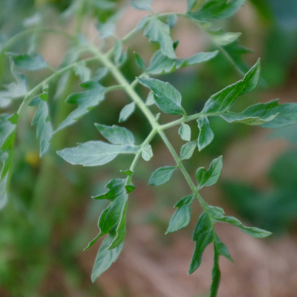 la-bo-te-graines-tomate-silvery-fir-tree-bio-graines-pr-coce image 3