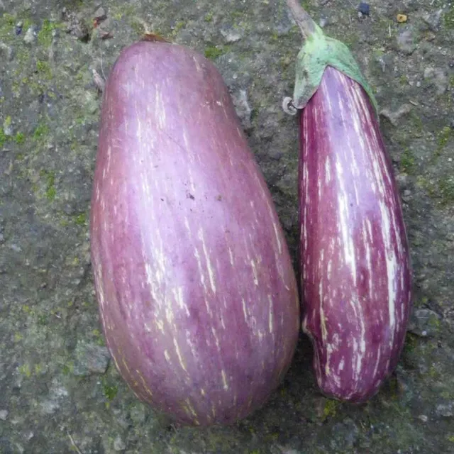 la-bo-te-graines-aubergine-listada-de-gandia-bio-graines image 1