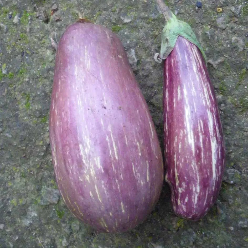 la-bo-te-graines-aubergine-listada-de-gandia-bio-graines image 1