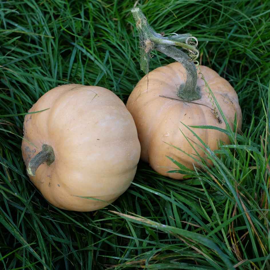la-bo-te-graines-courge-carat-mini-muscade-graines-bio image 1