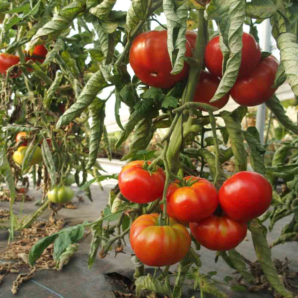 ferme-de-sainte-marthe-tomate-rouge-de-namur-graines-bio-sachet image 1