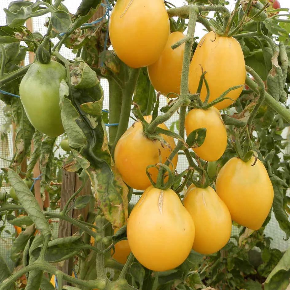 la-bo-te-graines-tomate-poire-jaune-bio-graines-ancienne-douce image 1