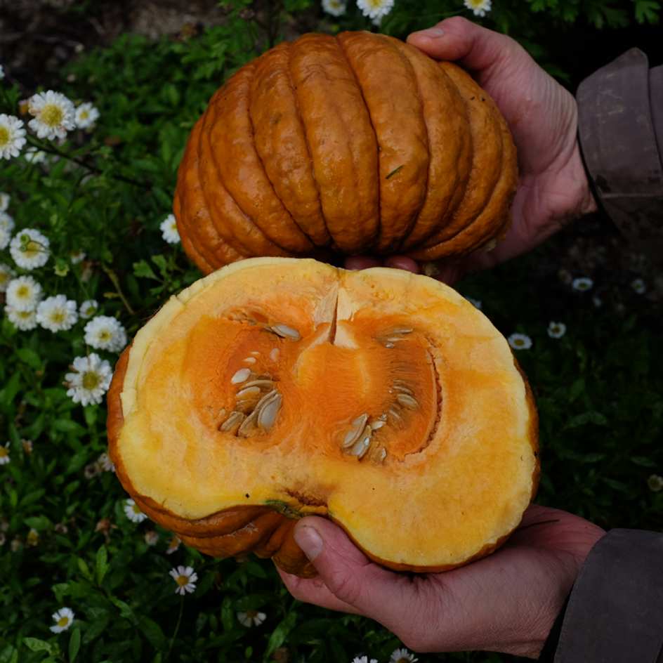 la-bo-te-graines-courge-futsu-black-bio-graines-musqu-e image 3