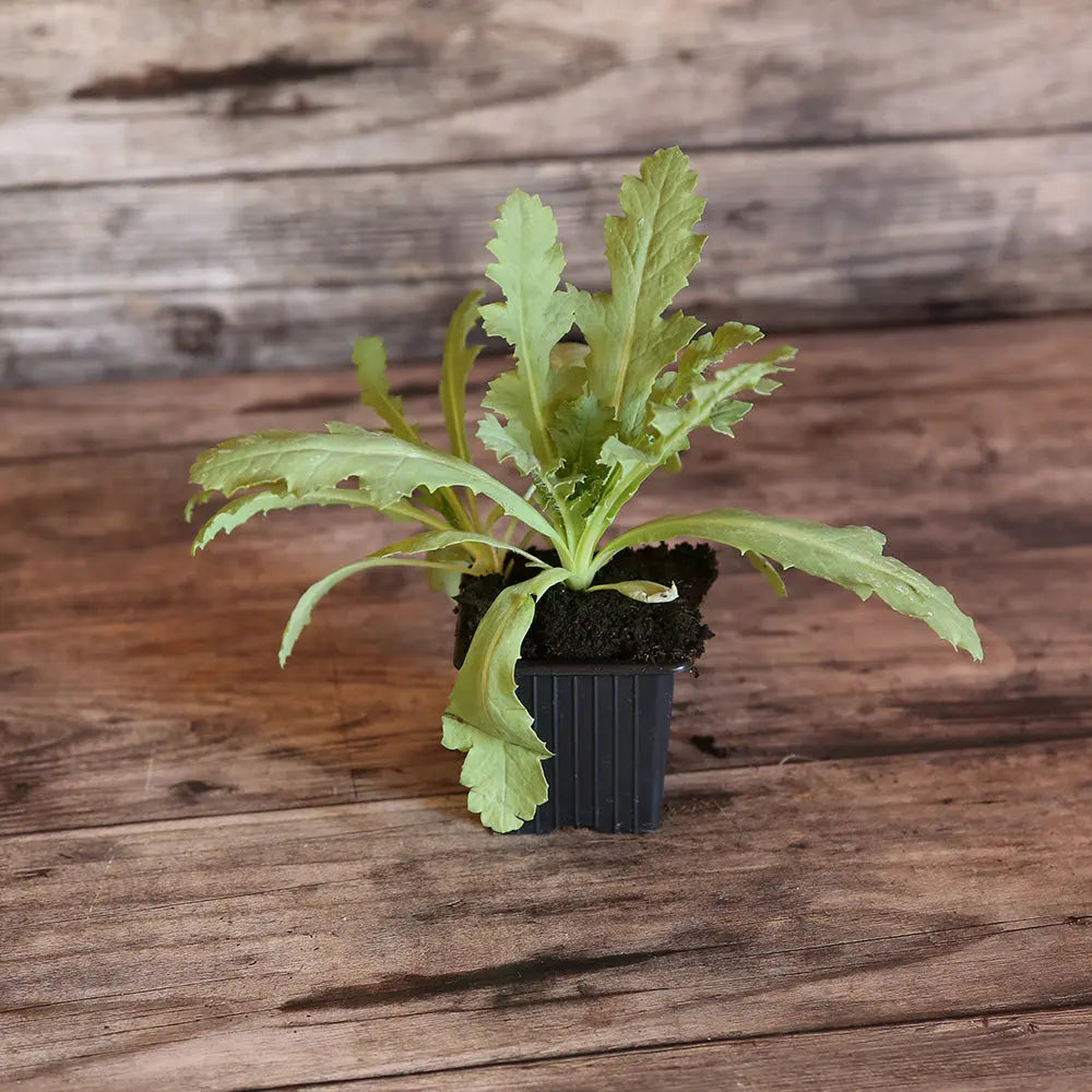 ferme-de-sainte-marthe-pavot-lauren-s-grape-plante-bio-pourpre image 1