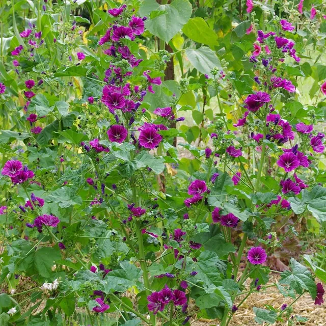 les-semences-de-l-ombelle-mauve-de-mauritanie-graines-bio image 1