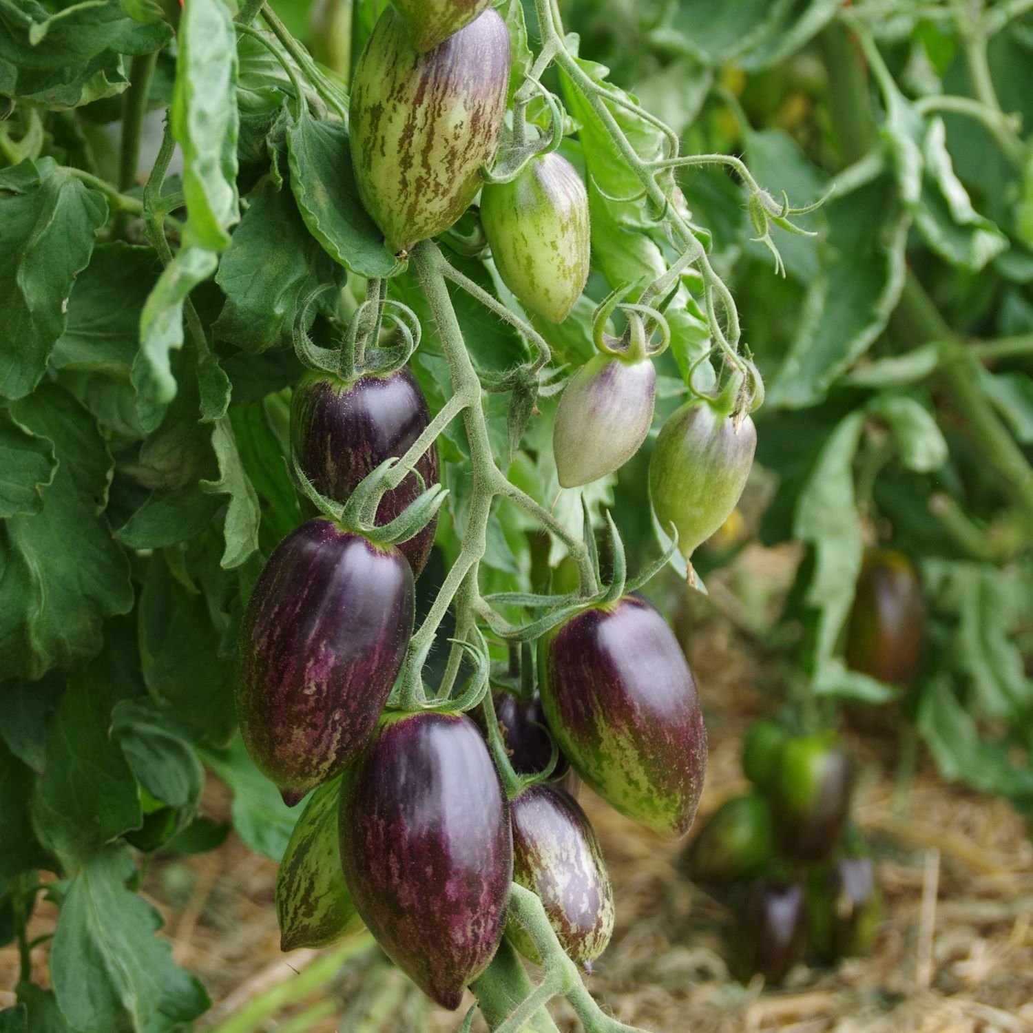 les-semences-de-l-ombelle-tomate-brad-s-atomic-grape-graines-bio image 2