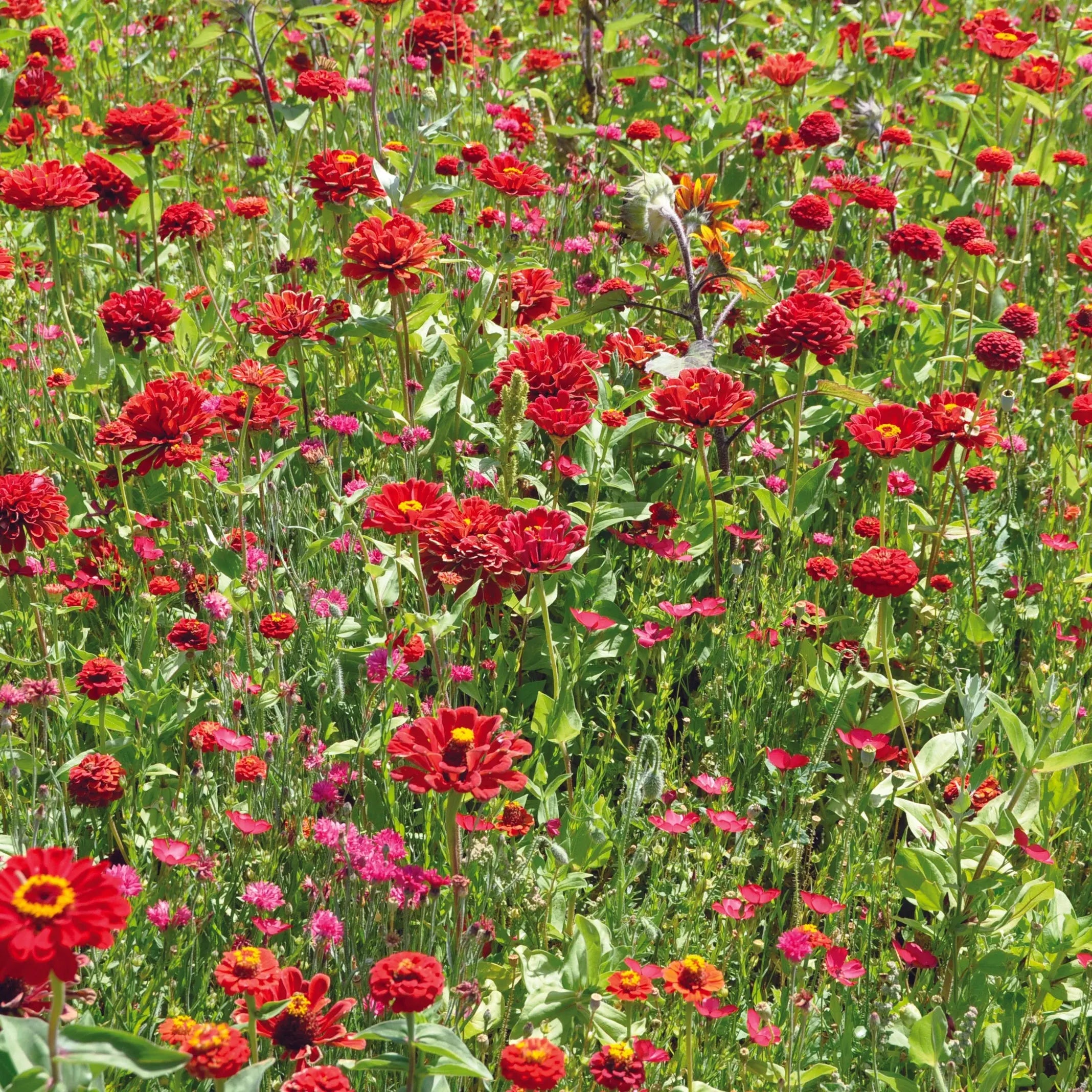 ferme-de-sainte-marthe-cama-eu-rouge-m-lange-graines-de-fleurs-18-vari-t-s image 1