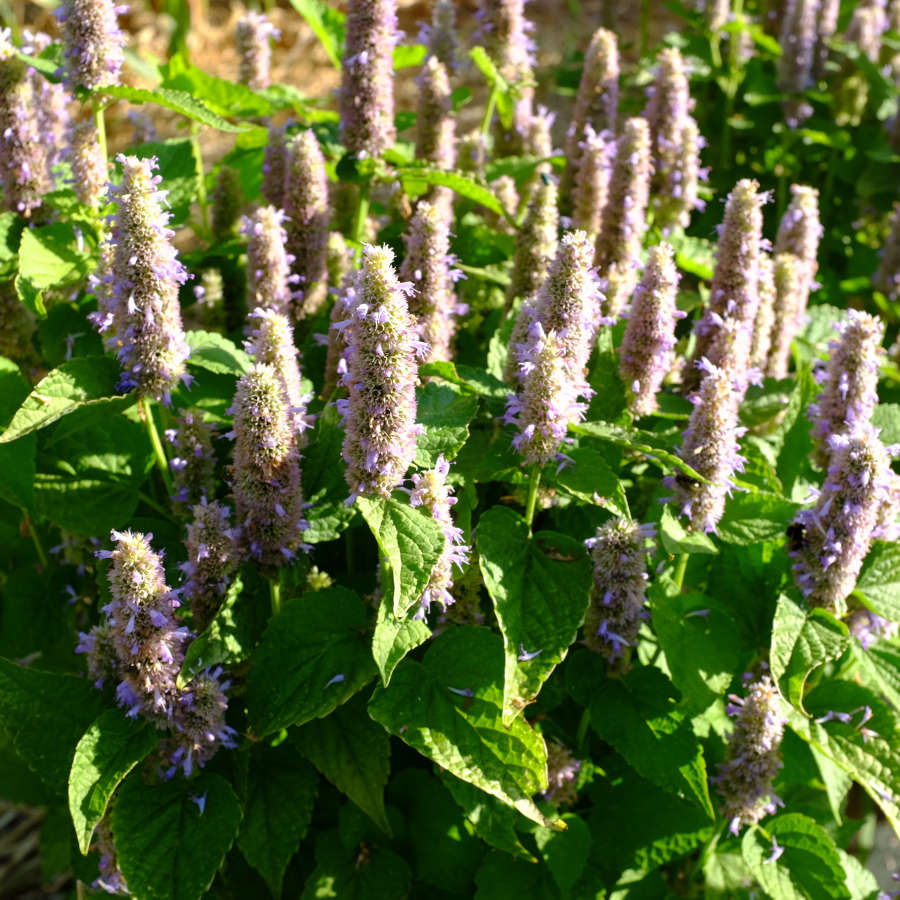 la-bo-te-graines-agastache-golden-jubil-e-graines-bio-r-glisse image 5