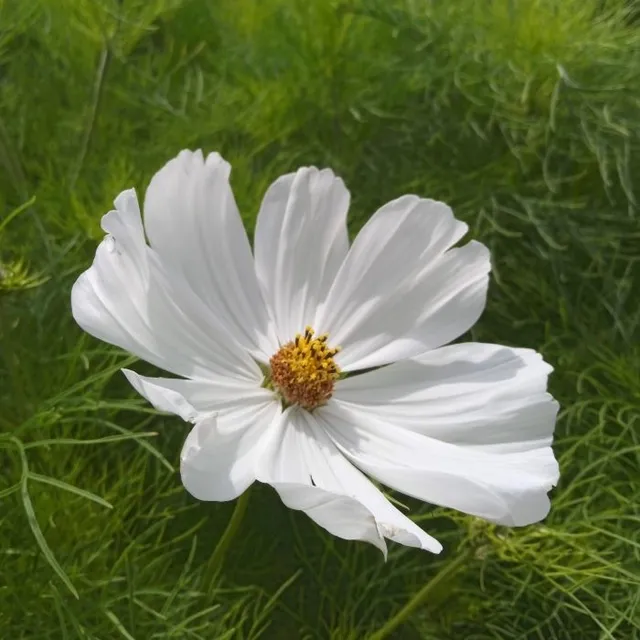 les-semences-de-l-ombelle-cosmos-blanc-pur-graines-de-fleurs-bio image 1