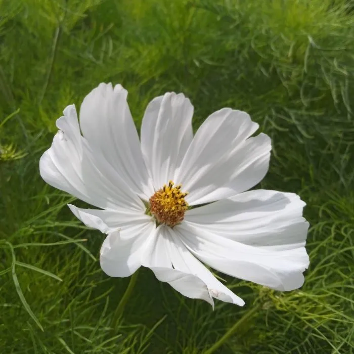 les-semences-de-l-ombelle-cosmos-blanc-pur-graines-de-fleurs-bio image 1