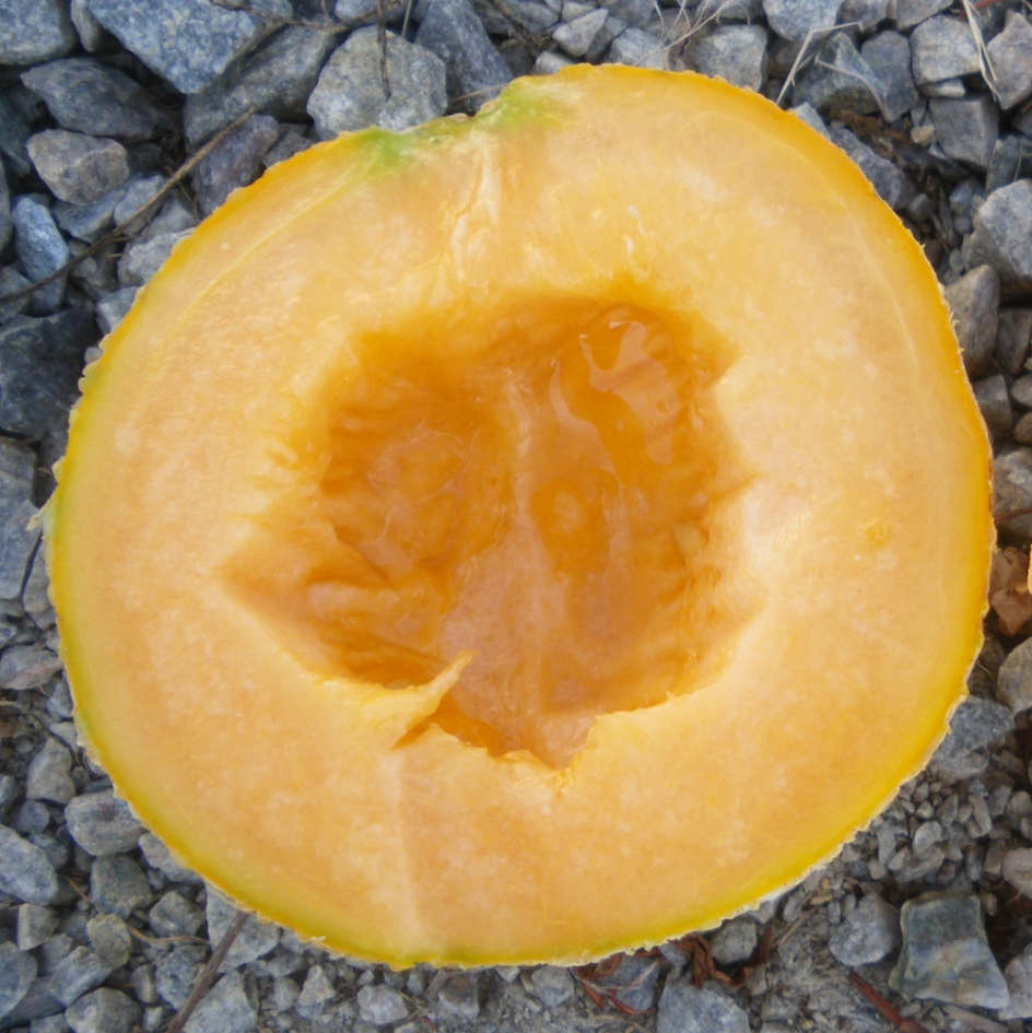 la-bo-te-graines-melon-sucrin-de-tours-bio-graines-chair-orange image 2