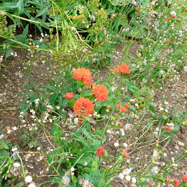 ferme-de-sainte-marthe-emilia-scarlet-magic-graines-fleurs-bio image 1