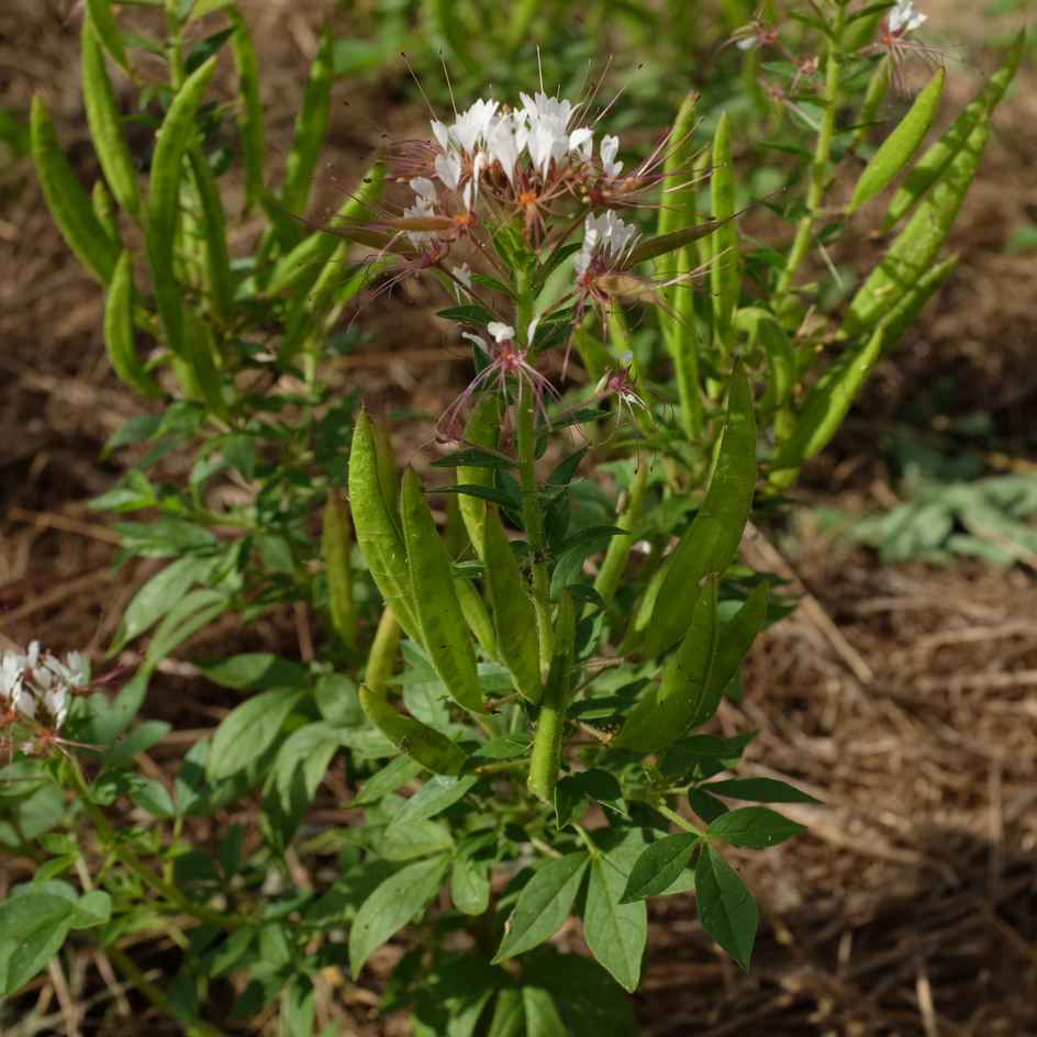 la-bo-te-graines-cleome-marshalli-white-spider-graines-bio image 2