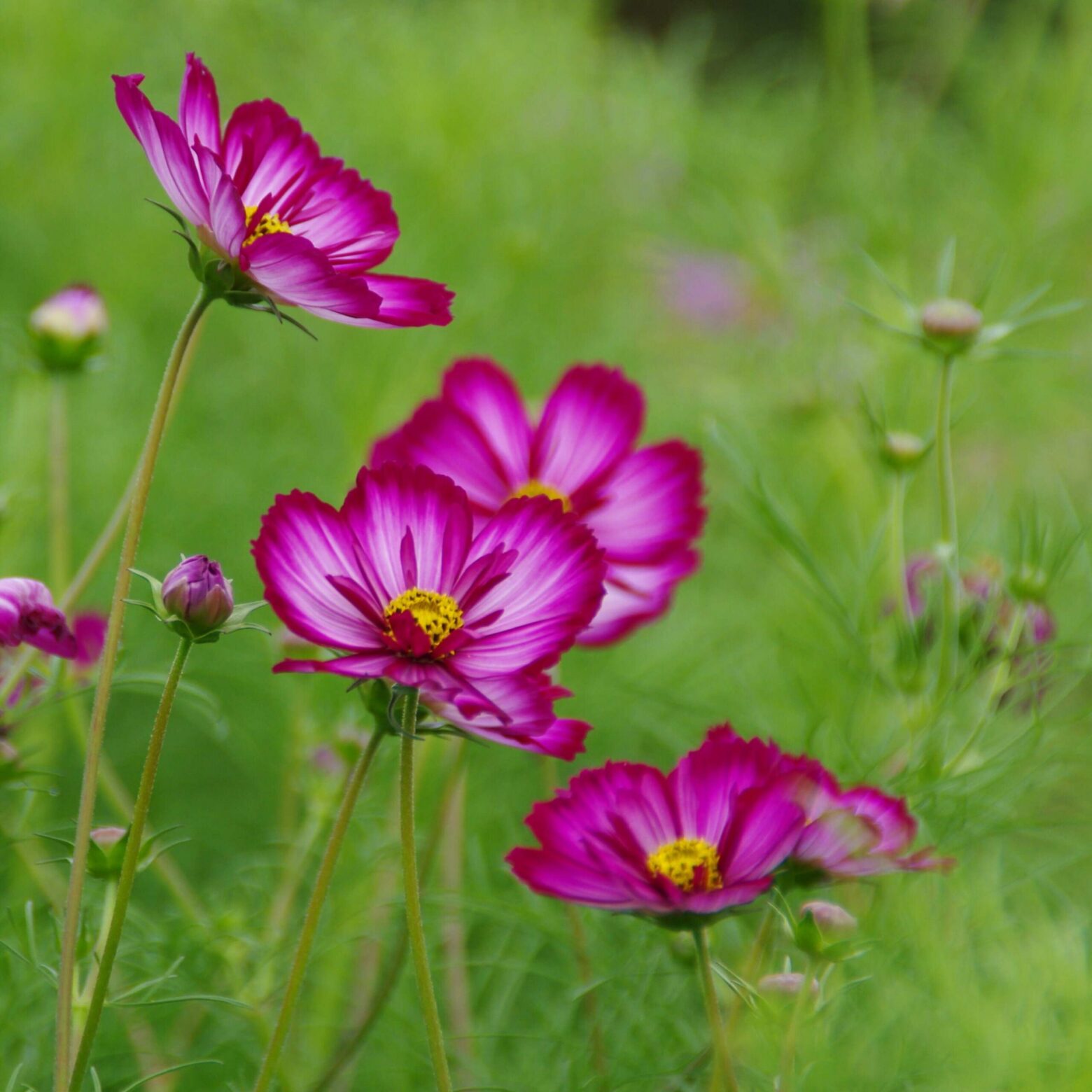 les-semences-de-l-ombelle-cosmos-picot-e-graines-fleurs-bio image 3