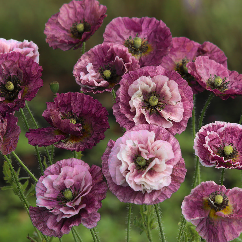 ferme-de-sainte-marthe-pavot-pandora-graines-fleurs-bio-annuelles image 1