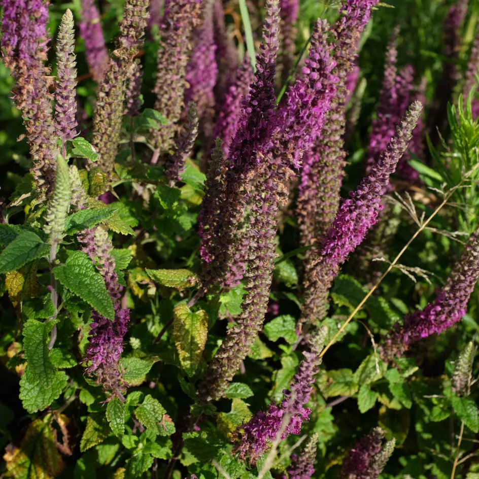 la-bo-te-graines-teucrium-hyrcanicum-bio-graines-fleurs-vivace image 1